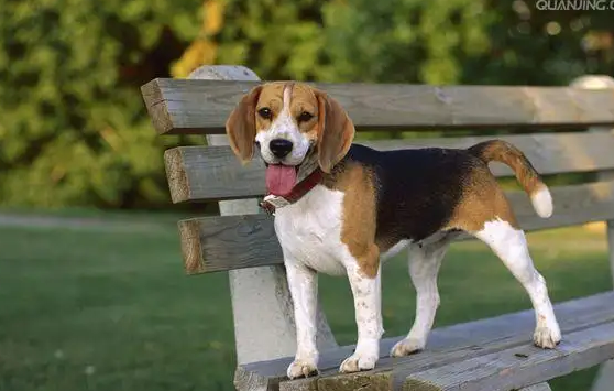 白色的卡通狗，叫什么名字？