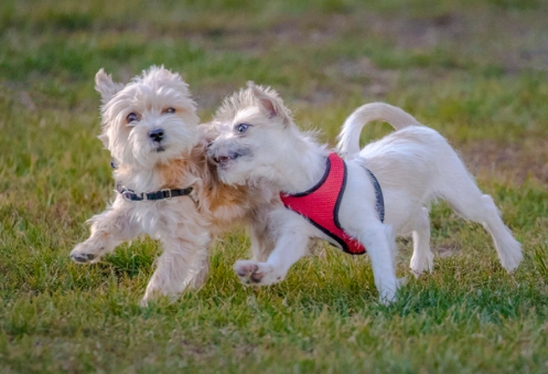 狗狗的年龄怎么算？看完你就懂了~