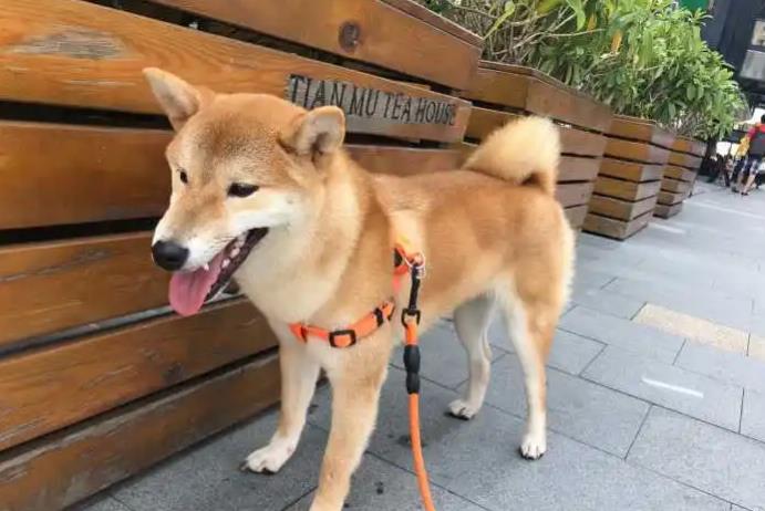 你以为饲养柴犬很容易吗？其实并不然，感兴趣的小伙伴快来康康吧。