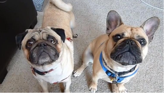 适合楼房养的温顺的狗,宠主们一定要了解~ 适合楼房养的温顺的狗,宠主们一定要了解~