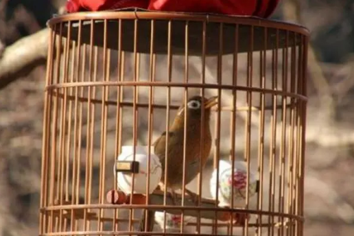 不知道画眉鸟可不可以长期亮笼？那一定要看看这篇文章~
