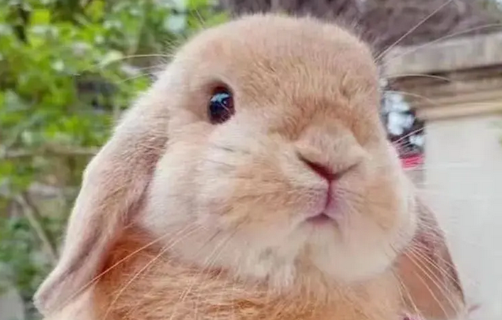 英国迷你垂耳兔洗澡难题不断，掌握这几点即可！