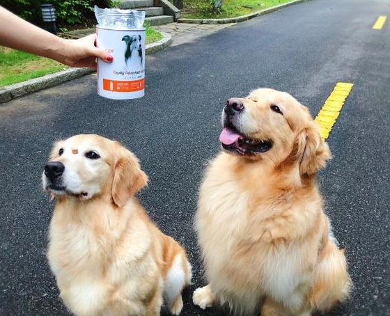 盖夫蛋黄卵磷脂亮相宠物市场，大受人群青睐