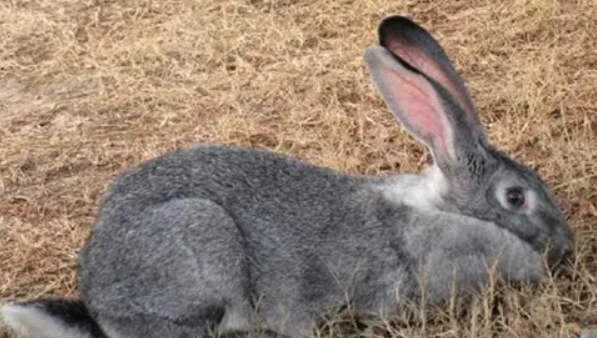 标准金吉拉兔在哪能买到，不妨来这里看看