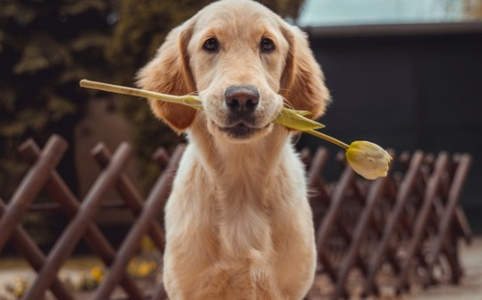 两个半月金毛标准体重多少？你家狗狗达标了吗？