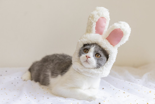 百合对猫咪来说有毒，那香水百合对猫咪有影响吗？