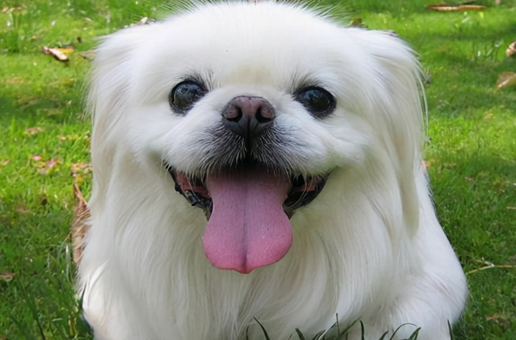 北京犬的常见疾病有哪些该如何防治？