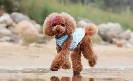 泰迪就不用带牵引绳？来看完下面5点