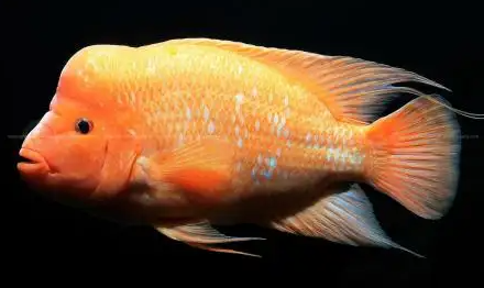 饲养火鹤鱼的水温多少合适？我来告诉你答案！