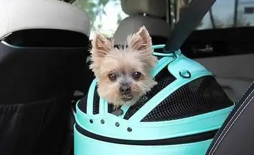 来了解下现在狗狗是否能带上高速！