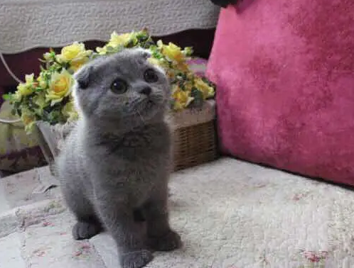 英短蓝猫尾巴一环一环的是正常的吗？