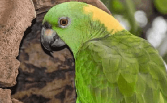 黄颈亚马逊鹦鹉的喂养小妙招，赶紧收藏一下吧！