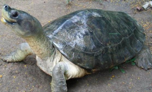 巨型棱背龟到底怎么喂养，快来看看吧！