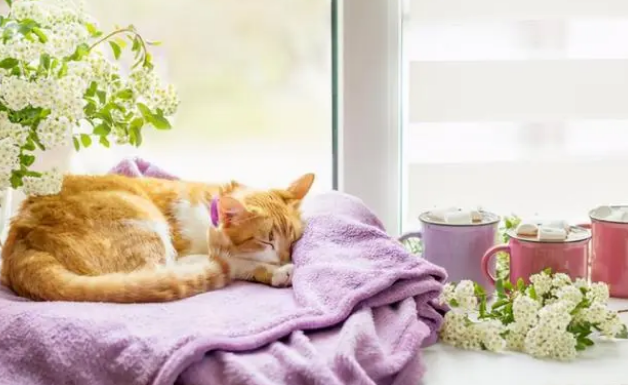 别买猫窝了，猫咪最喜欢睡觉的地点，是这7个地方