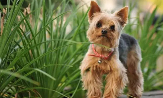 约克夏和雪纳瑞的区别？这里可以找到答案！