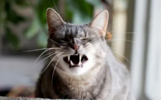 猫连续打喷嚏是怎么回事?一般有这几种原因 猫连续打喷嚏是怎么回事?一般有这几种原因