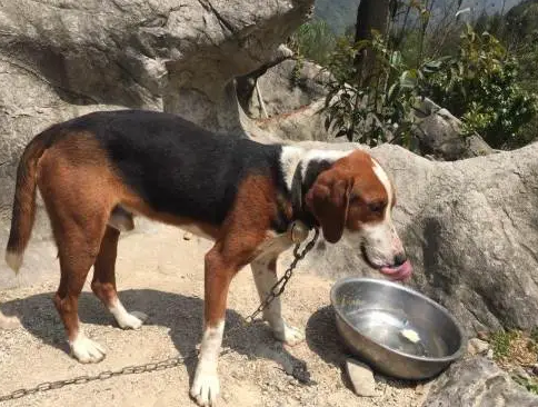 耳朵大下垂短毛狗品种，你们知道吗？