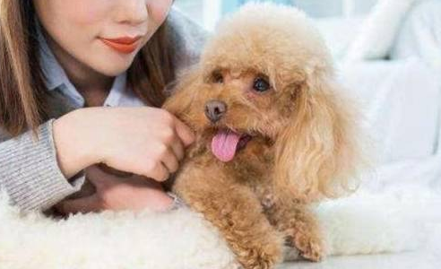 狗狗反群痛苦怎么办?这篇文章给你答案 狗狗反群痛苦怎么办?这篇文章给你答案