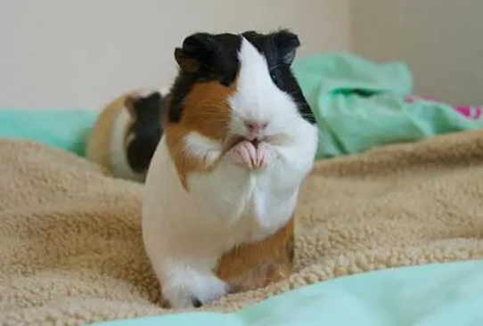 荷兰猪多大能洗澡？怎么洗才好？