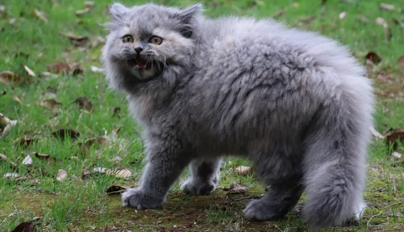 蓝毛猫是什么品种？这篇文章告诉你