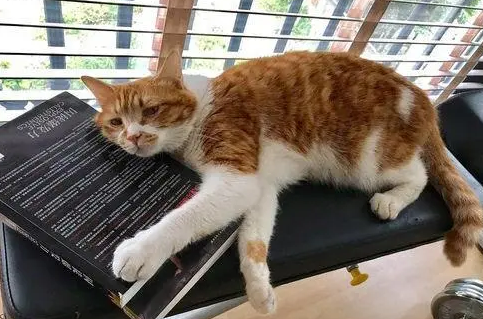 猫咪能吃太多零食吗？天天吃零食，会有这些危害