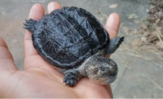 好奇北美小鳄龟能长多大吗？来这瞧瞧吧~
