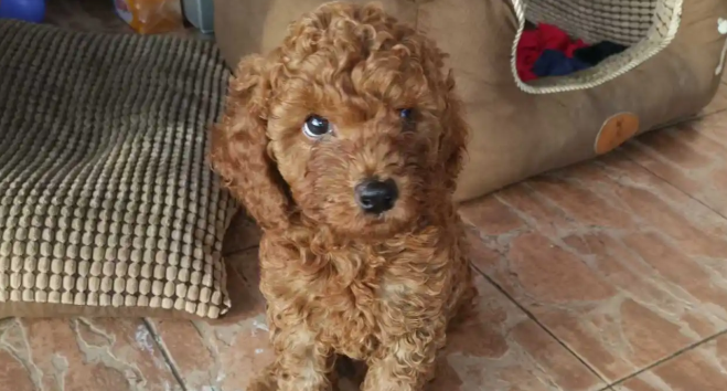 2个月泰迪怎么看品相？我教你