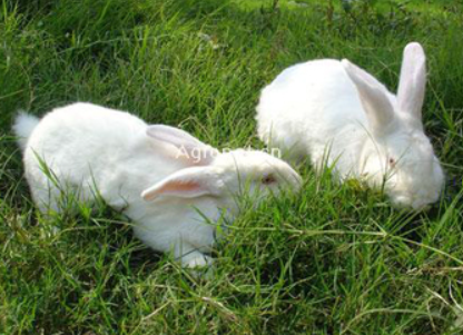 新西兰兔繁殖特点，主人一定要知道！