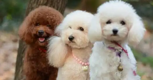 今日科普：贵宾犬和泰迪的区别有哪些？