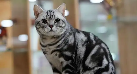 英短虎斑和美短虎斑的区别是什么？看完你就知道了！