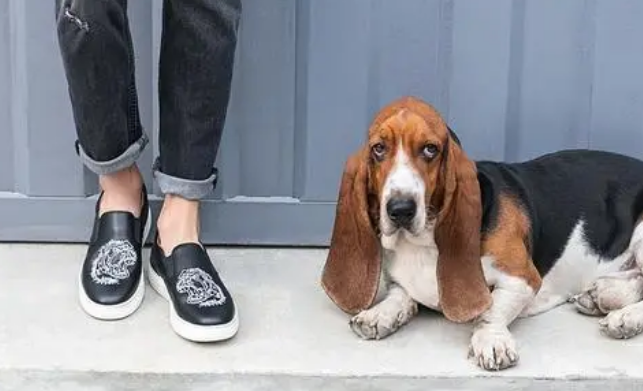 hush puppies是什么品种的狗，不了解的来看看~