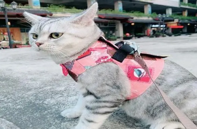 猫咪牵引绳怎么套？来看看！