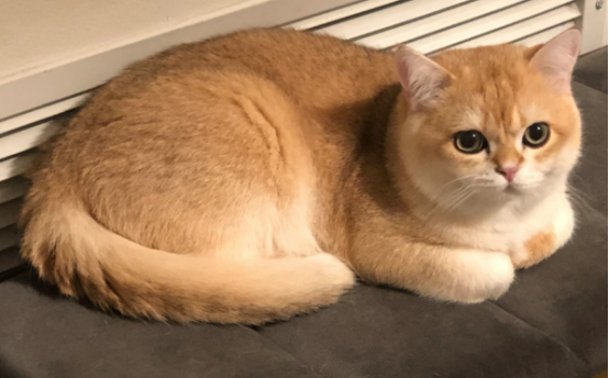 cfa为什么不承认金渐层？这里有你想要知道的答案！