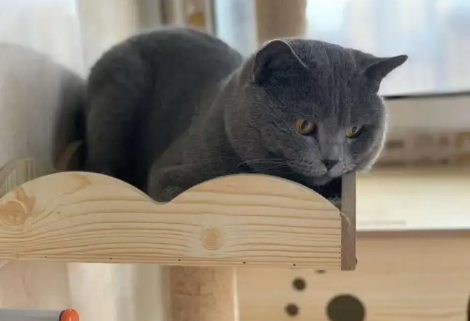 看完这份科普，你就知道养蓝猫每月究竟需要多少花费了~