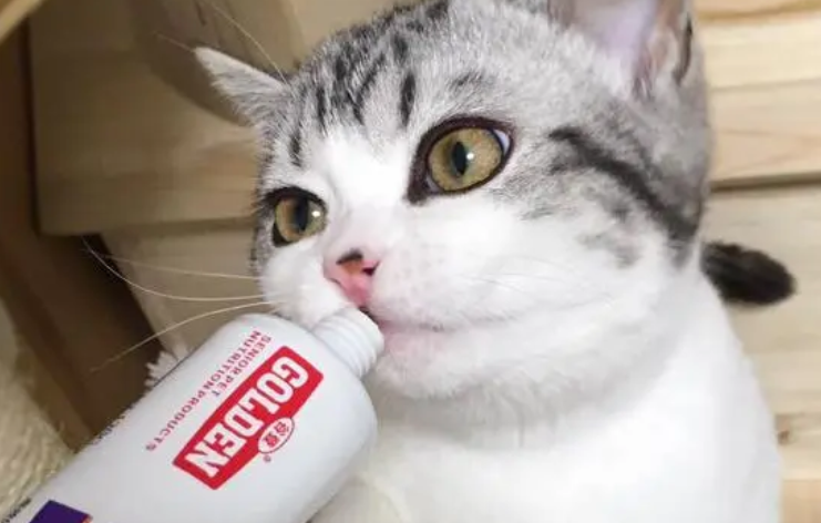 猫咪应该怎么吃零食，才能发挥它的作用呢！