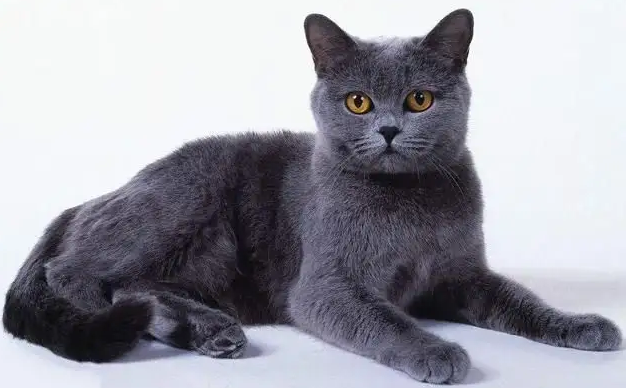 蓝猫换新主人多久熟悉？想知道的来看看