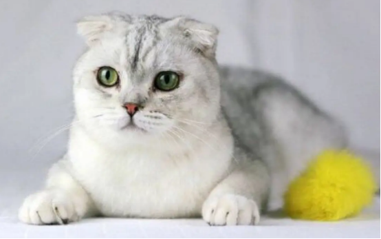 折耳猫真的不能养吗?你们觉得是谣言么? 折耳猫真的不能养吗?你们觉得是谣言么?