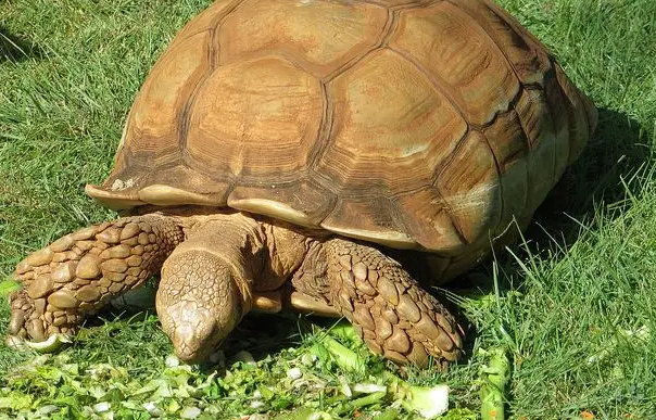 苏卡达吃什么长得快?看完这篇文章你就知道了 苏卡达吃什么长得快?看完这篇文章你就知道了