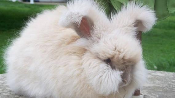 哪里有卖英国安哥拉兔 买英国安哥拉兔去哪里买