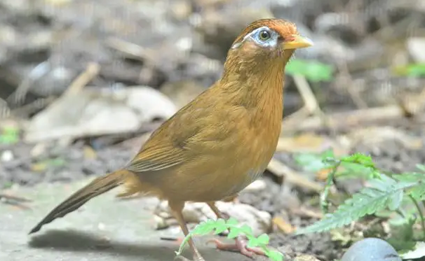 如何让画眉鸟迅速长膘？看完你就知道了