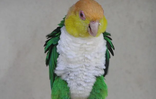 白腹凯克鹦鹉叫声的含义，你们清楚吗？