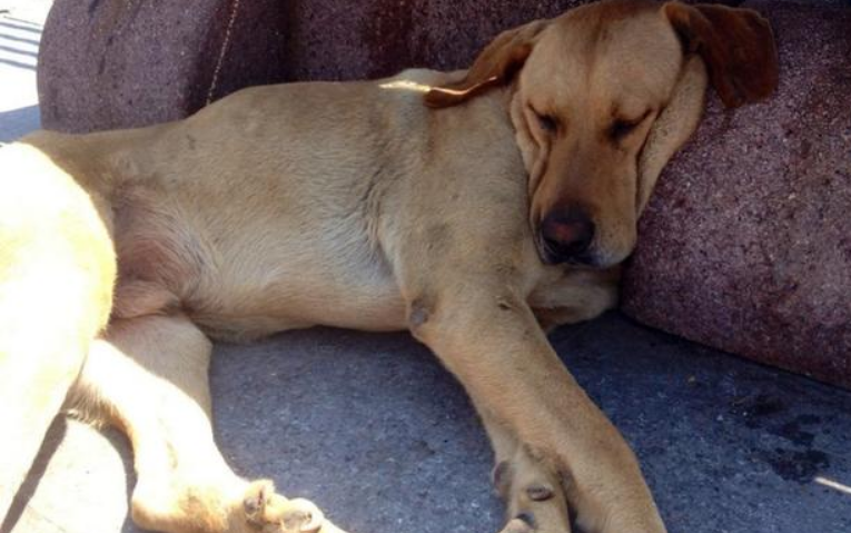 养狗的20个好处，你们可以get一下