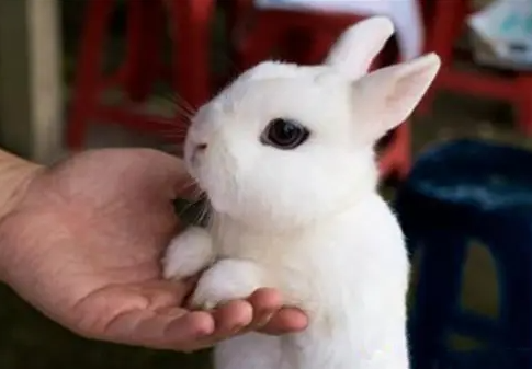 怎么区分侏儒海棠兔？辨别方法我来教你～