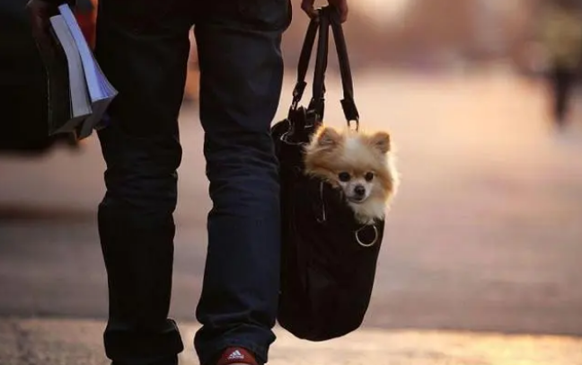 新手宠物主必看，教你鉴别好狗窝与渣狗窝！