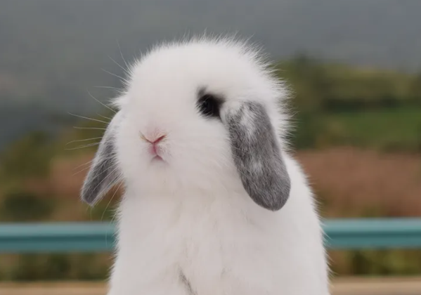 新手小白必知：荷兰兔饲养要点都有哪些？