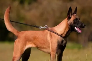 马犬是什么狗品种？快来了解下吧！