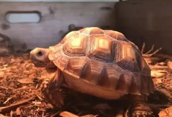 快来看看，苏卡达象龟最佳的散养时间吧！