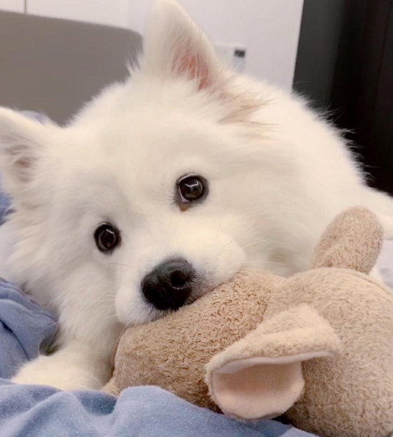 尼可信好吗，科学养狗必备好物