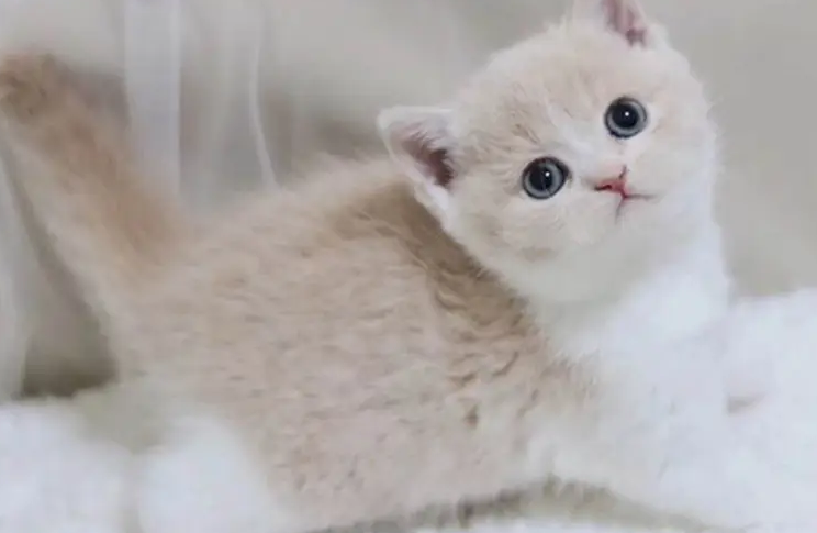 不养短脚猫的4个原因get一下！