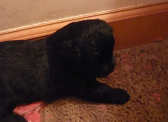 泰迪和博美杂交的狗狗好看吗？速来了解一波